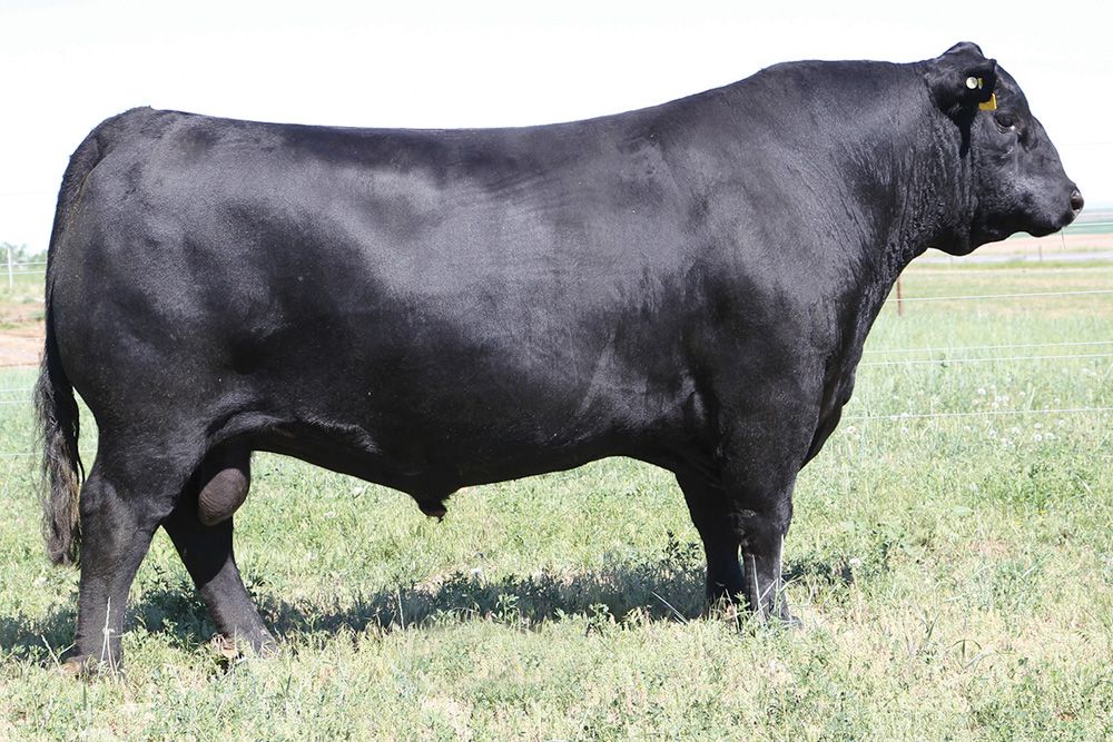 Actualización de requisitos para la exportación de genética bovina