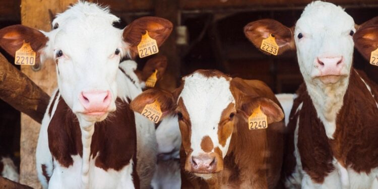 Tristeza bovina: pautas para la prevención y tratamiento de garrapatas