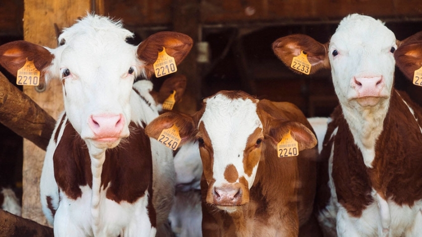 Tristeza bovina: pautas para la prevención y tratamiento de garrapatas