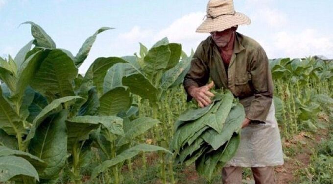 La respuesta de los tabacaleros a la «ayuda» de 127 millones en insumos