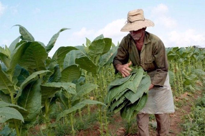 La respuesta de los tabacaleros a la «ayuda» de 127 millones en insumos