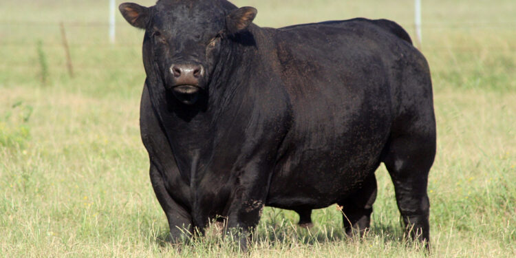 Argentina exportará genética Angus a España