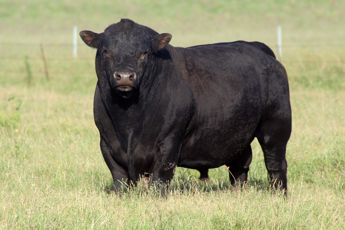 Argentina exportará genética Angus a España