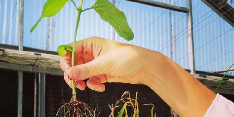 Investigadores del CONICET descubren un nuevo gen que interviene en el crecimiento de las plantas