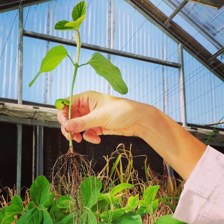 Investigadores del CONICET descubren un nuevo gen que interviene en el crecimiento de las plantas