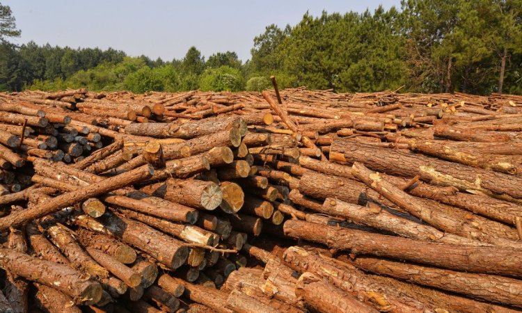 Aserraderos sin materia prima por las crecientes exportaciones de rollizos a China