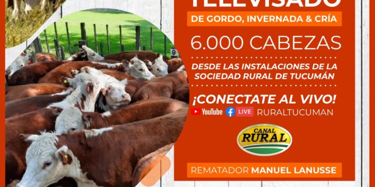 El viernes se llevará a cabo el primer remate televisado organizado por la Sociedad Rural de Tucumán