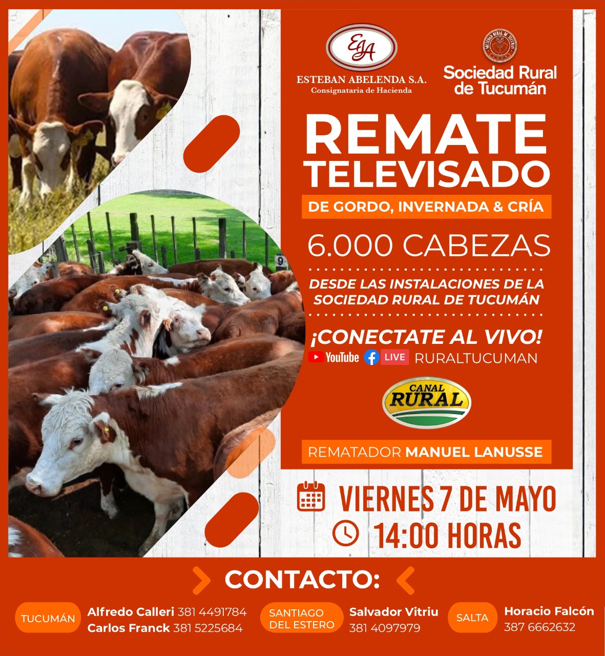 El viernes se llevará a cabo el primer remate televisado organizado por la Sociedad Rural de Tucumán