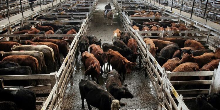 El sector tambero advierte la caída en el precio de la vaca, consecuencia del cierre de la exportación.
