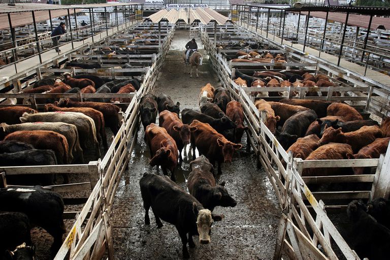 El sector tambero advierte la caída en el precio de la vaca, consecuencia del cierre de la exportación.