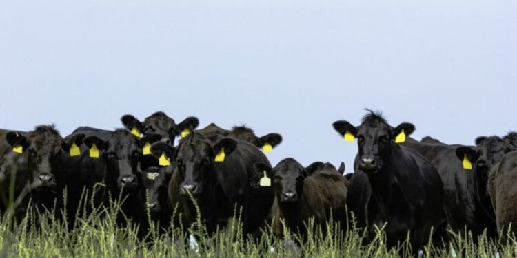 Casi 300.000 animales Angus fueron certificados para exportación en el último año