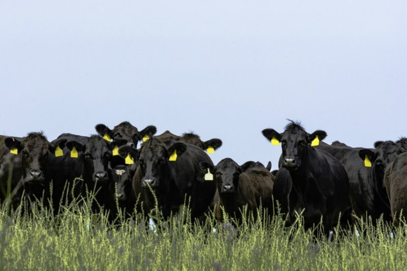 Casi 300.000 animales Angus fueron certificados para exportación en el último año