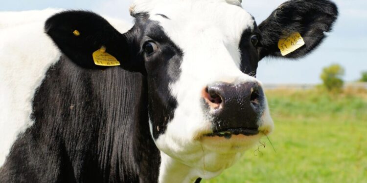 Cómo prevenir la mastitis ambiental