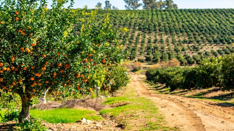 Desde la Estación Experimental brindaron el contexto agroclimático en el que se desarrolla la actual campaña de citrus