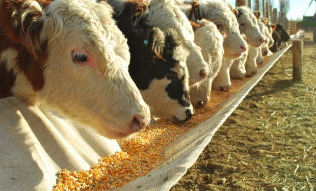 La fuerte suba del maíz hace necesario plantear nuevas formas de alimentación animal