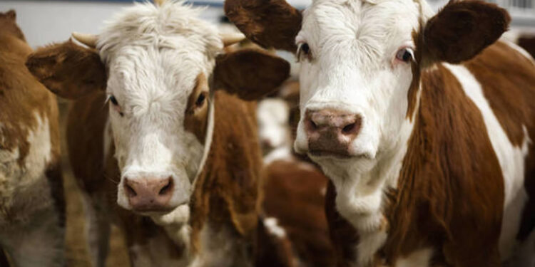 Cerraron las exportaciones de carne por 30 días