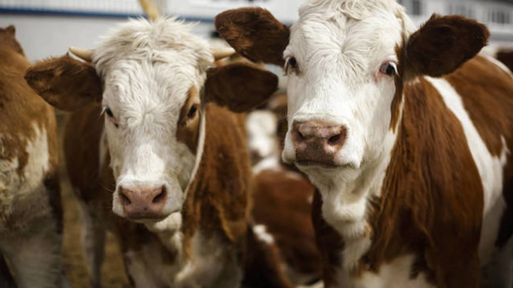 Cerraron las exportaciones de carne por 30 días
