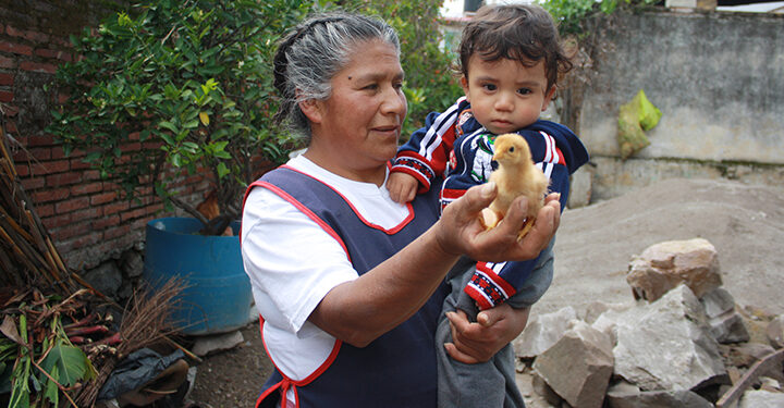 Avicultura urbana: la nueva tendencia de tener gallinas en los hogares
