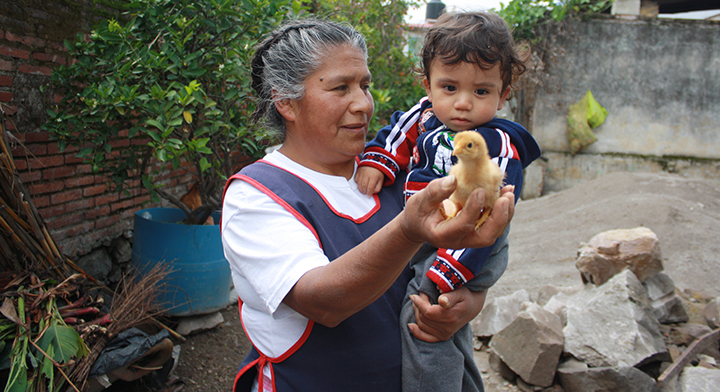 Avicultura urbana: la nueva tendencia de tener gallinas en los hogares