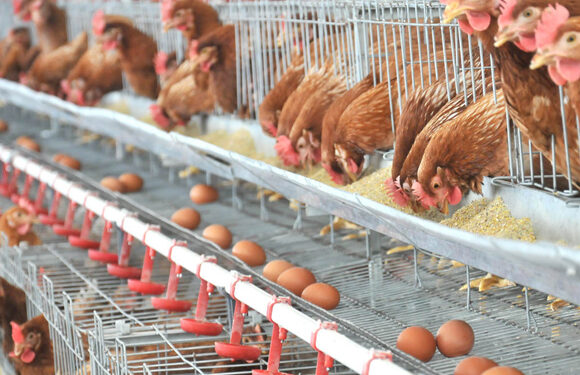 Productores de huevos de todo el país aseguran que trabajan a pérdidas