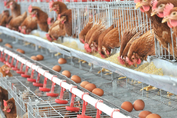 Productores de huevos de todo el país aseguran que trabajan a pérdidas