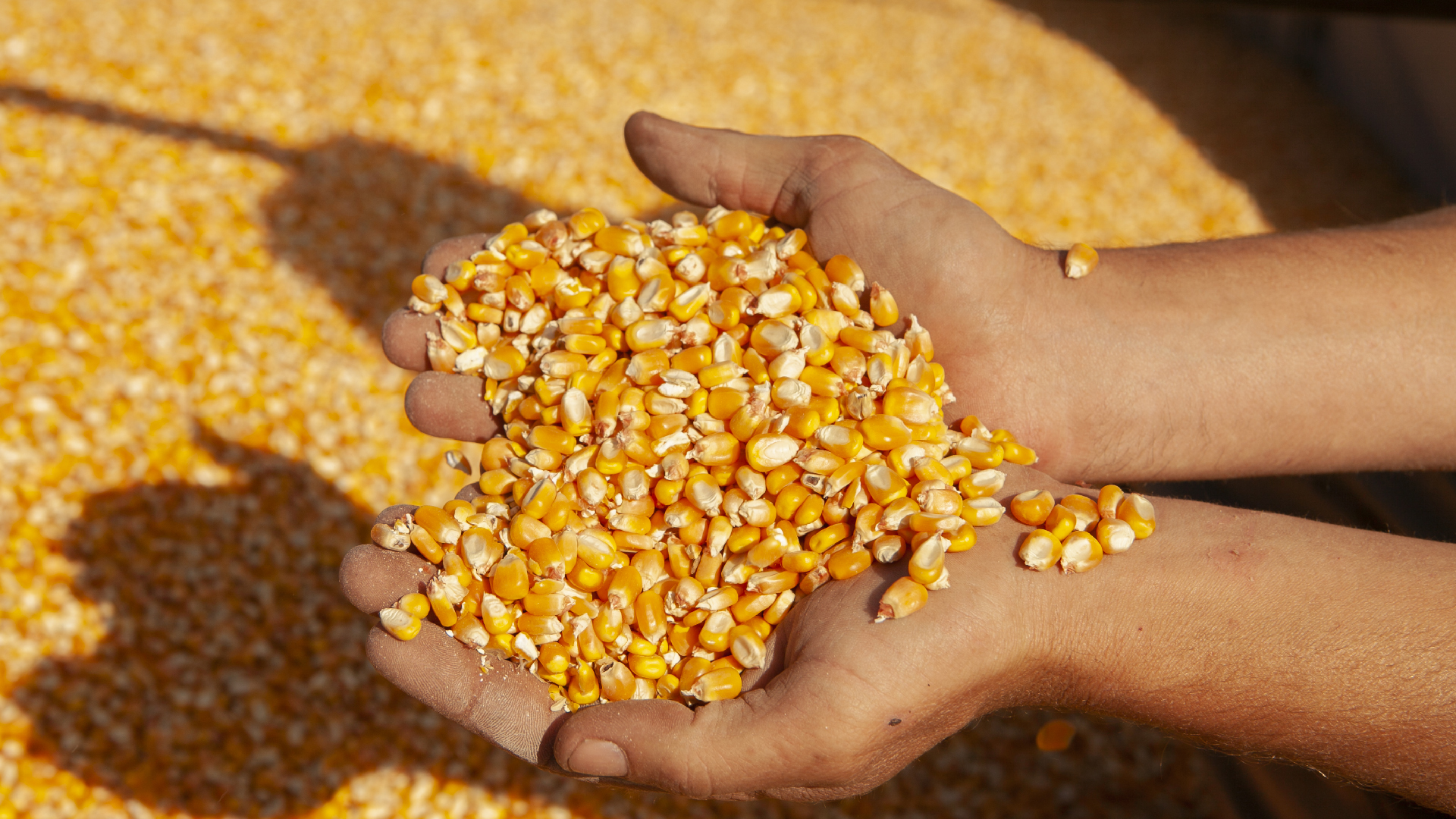 Casi 10.000 toneladas de granos fueron certificadas para exportación