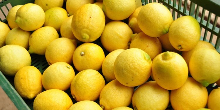 Emergencia económica para el citrus en Tucumán