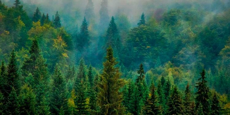 Un tucumano creó los bonos de carbono, y Microsoft está entre sus principales clientes