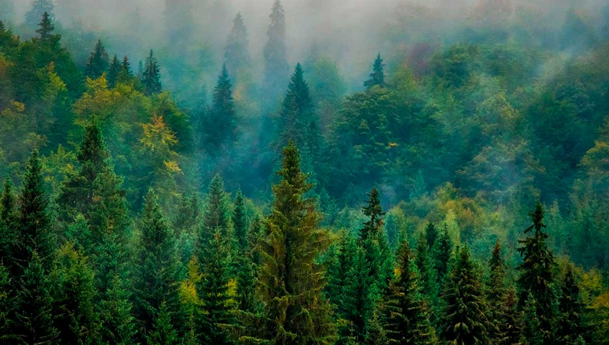 Un tucumano creó los bonos de carbono, y Microsoft está entre sus principales clientes