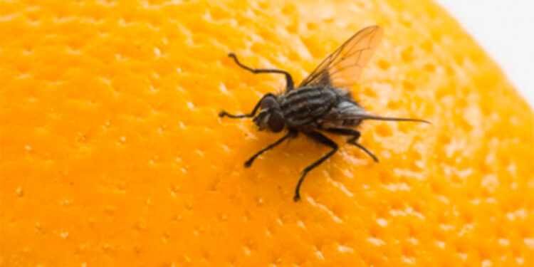 Se evaluó la aplicación de la Técnica del Adulto Frío para el control preventivo de mosca de los frutos