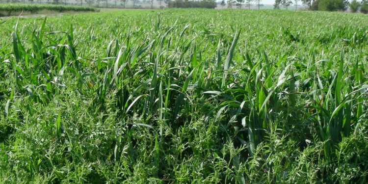 En los suelos de Argentina se repone solo el 30% de los nutrientes que se extraen con los cultivos