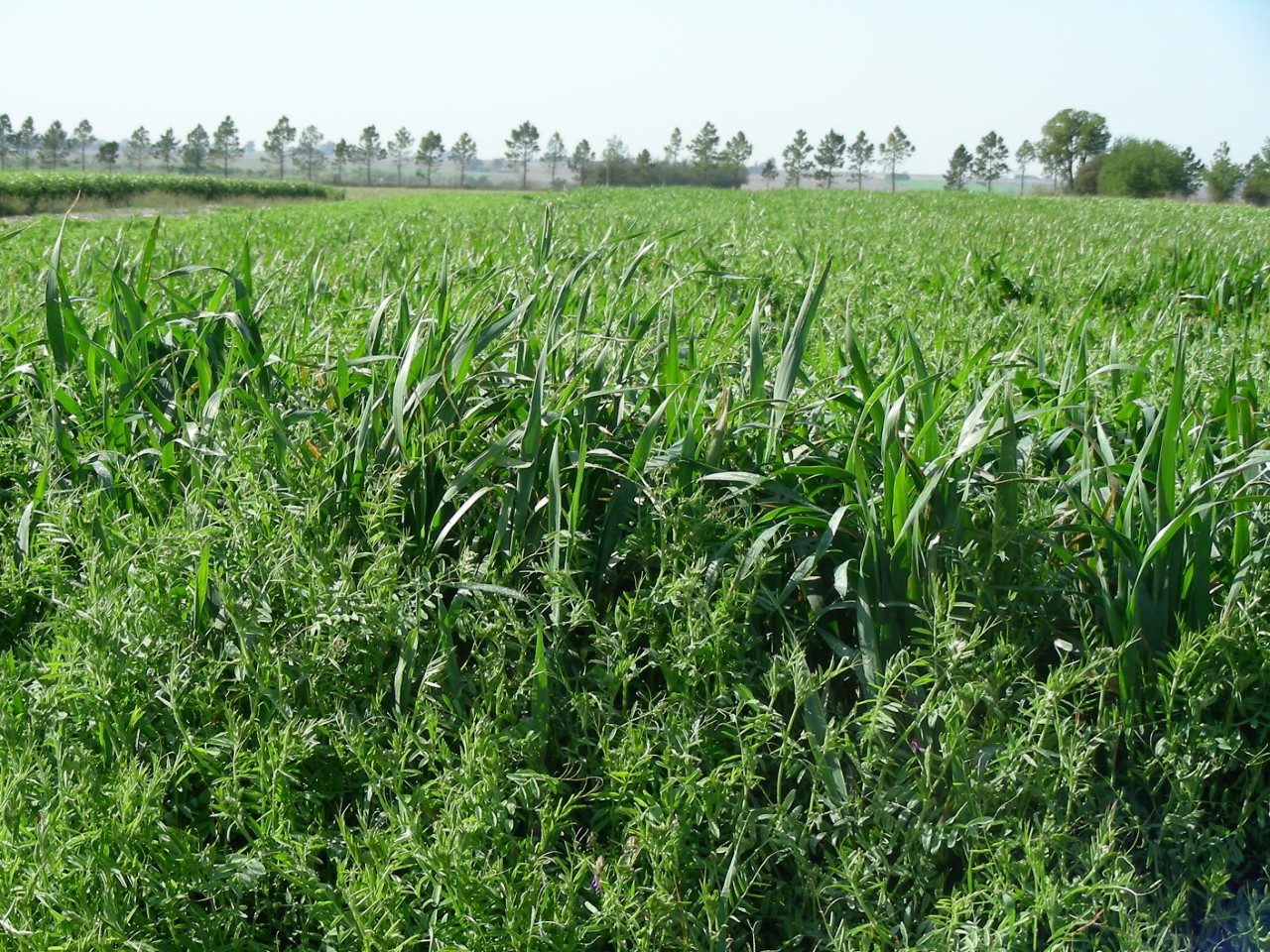 En los suelos de Argentina se repone solo el 30% de los nutrientes que se extraen con los cultivos