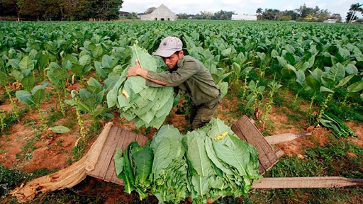 Comienza el pago a tabacaleros de $30.000.000 por la primera grilla de «Precio»