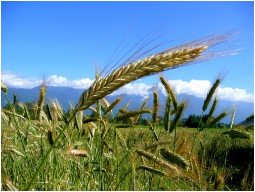 Nuevos cereales con la calidad trigo y la rusticidad del centeno