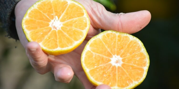 Mandarina: dos nuevas variedades saneadas se suman a la oferta citrícola
