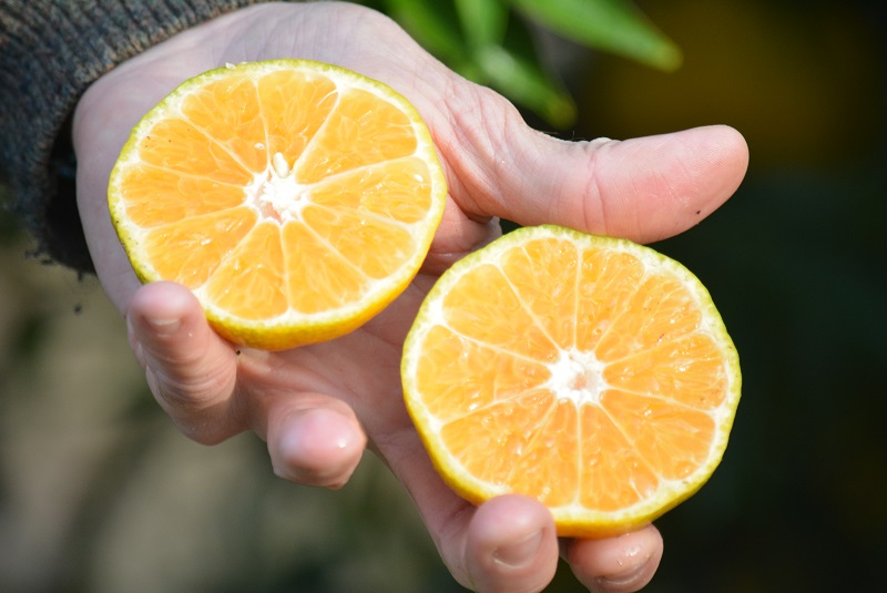 Mandarina: dos nuevas variedades saneadas se suman a la oferta citrícola