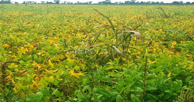 Lotes de soja del NOA son afectados con Sorgo de Alepo resistente al glifosato