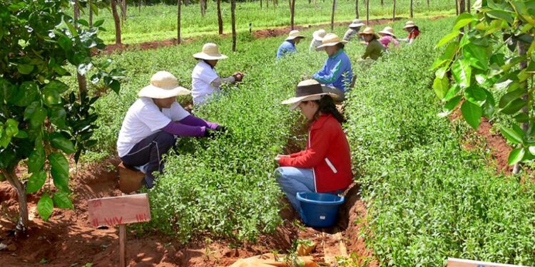 Los países de América definen el mensaje que llevarán a la Cumbre mundial de los Sistemas Alimentarios 2021