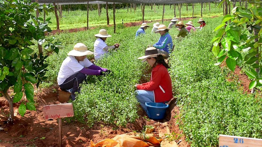 Los países de América definen el mensaje que llevarán a la Cumbre mundial de los Sistemas Alimentarios 2021