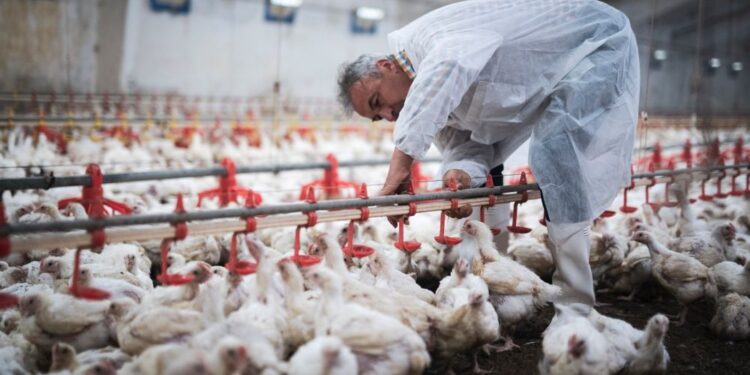 Gripe aviar: Podría convertirse en la próxima pandemia