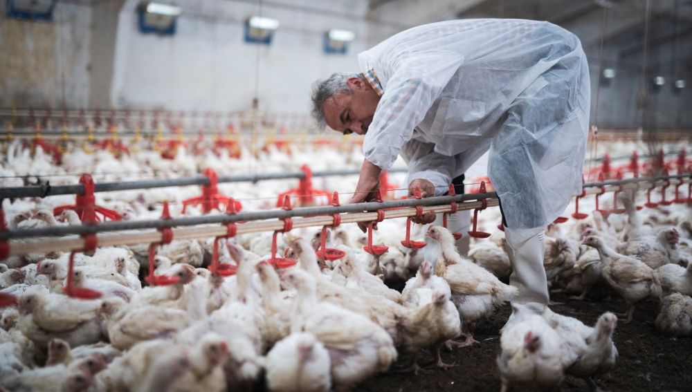 Gripe aviar: Podría convertirse en la próxima pandemia