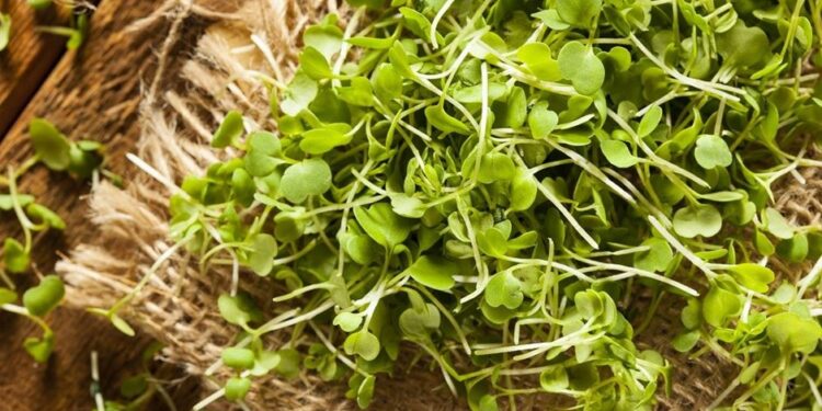 Jardín comestible de microhortalizas en el hogar