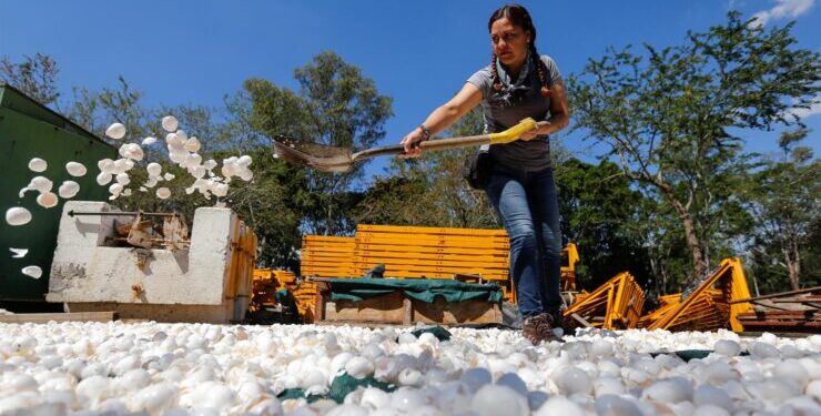 Para imitar: En México descontaminan sus ríos con cáscara de huevo