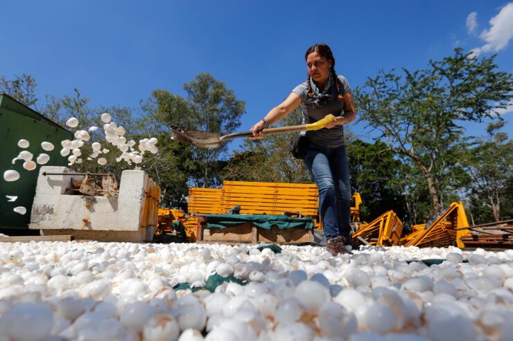 Para imitar: En México descontaminan sus ríos con cáscara de huevo
