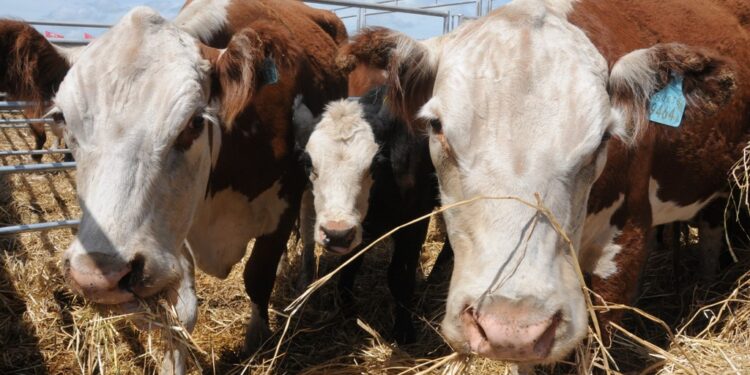 Crece el precio y la demanda de carne a nivel mundial