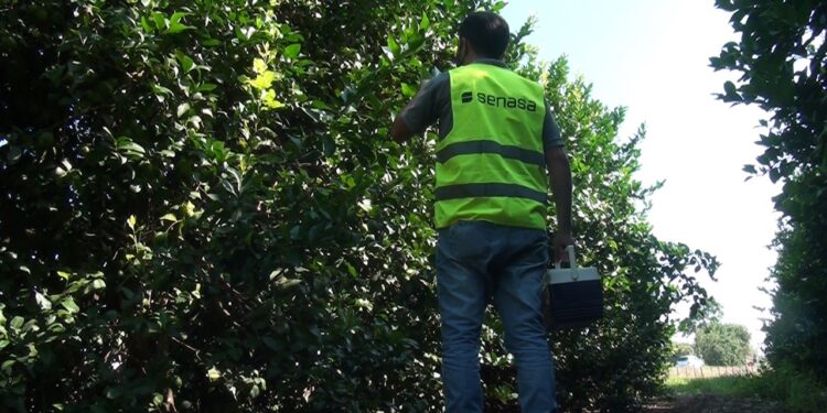 Senasa NOA: Controles y programas fitosanitarios vigentes en pandemia