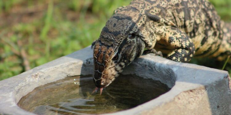 Lagarto Salvator: pasó de estar en peligro de extinción a ser el reptil preferido como mascota