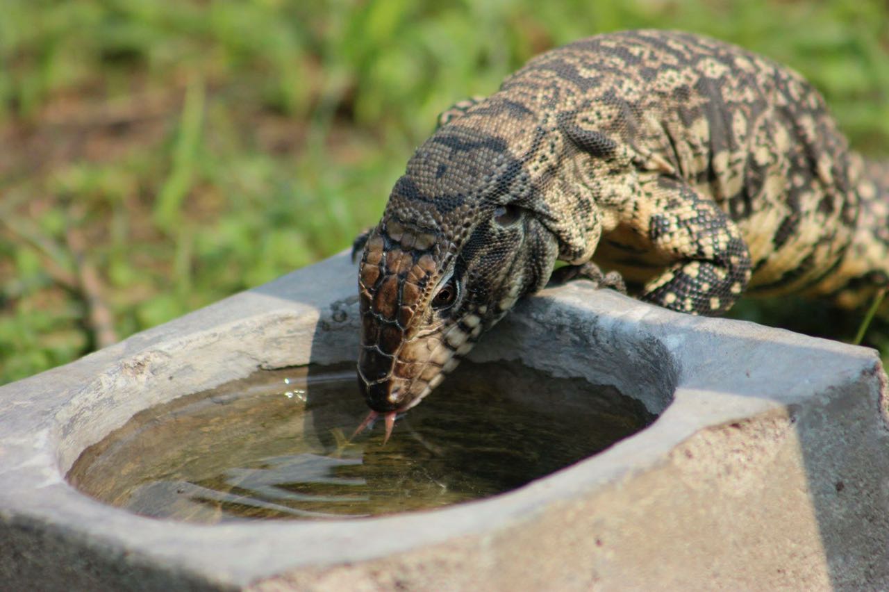 Lagarto Salvator: pasó de estar en peligro de extinción a ser el reptil preferido como mascota