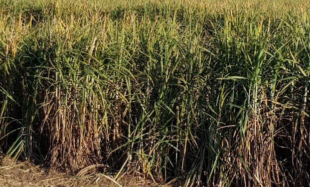 Caña de azúcar: Por el frío se deben tomar medidas en los lotes a cosechar