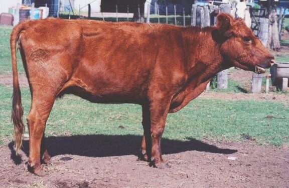 Qué es la vaca conserva y porqué no se consume en Argentina